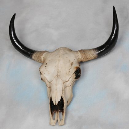 large bison skull