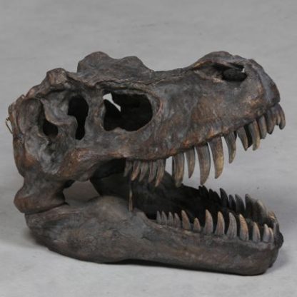 large T-Rex dinosaur head wall hanging superbly painted resin skull ornament that measures 37 x 30 x 52cm
