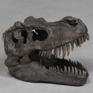 large dinosaur head
