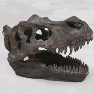 T-Rex dinosaur head wall hanging skull that looks like a fossil and has great texture and detailing. Measures 21 x 26 x36cm