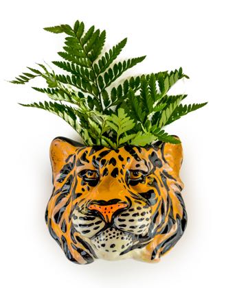 Tony, our tiger head wall vase is sure to be noticed!! Hand painted and finished with a super glossy glaze he is the perfect gift! H14 x W17 x D14cm.