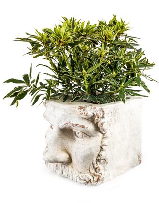 This stone effect classical face planter is so different yet stylish! What hair will you grow for him?! It has the face of a classical "God'. 45 x 36 x 35cm