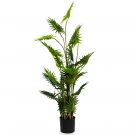 Introduce some tropical charm into your home with this ornamental fan palm tree in a black pot.