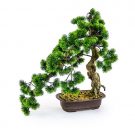 This superb large artificial Bonsai tree has stunning shape, colour and texture. Great feel of the Japanese art form! Stands at 55 cm. My new Must Have!