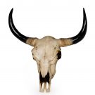 large bison skull