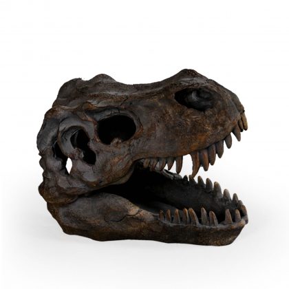 T-Rex dinosaur skull ornament table decor measures 12 x 16 x 20cm and has great paint finish texture and detailing