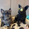 Funky Frenchie Bulldog Ornament - Image 2