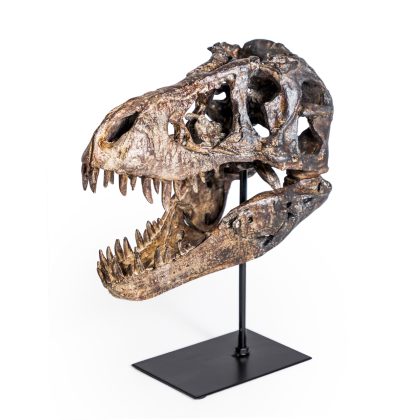Rexi, our large dinosaur head on stand is just Wow! made of resin, superbly finished and painted. Just like the real thing. 15 x 26 x 29cm