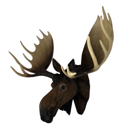Mark, our large brown moose head is a real head turner. His eyes and antlers are so realistic .Add a splash of fun to any room. 65 x 65 x 38cm