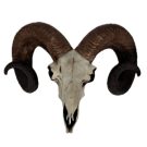 "Natural" Ram Skull Wall Head